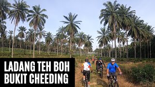 Ladang Teh Boh Bukit Cheeding [upl. by Aleahc]