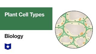 Plant Cell Types  Biology [upl. by Letta980]