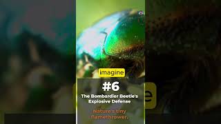 The Bombardier Beetles Explosive Secret [upl. by Ulund553]