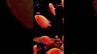 RAJAN AQUAFARM CICHLIDS KING MAKER TUTICORIN PH9486484789 WHATSAPP aquariumhobby [upl. by Sension180]