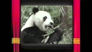 Amazing Animals Endangered Animals Part 2 of 2 [upl. by Beichner]