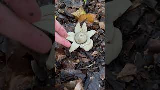 Collared Earthstar Mushrooms Geastrum triplex [upl. by Zohara175]