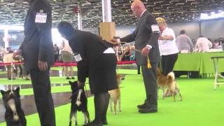 WORLD DOG SHOW 2011 SHIBA INU Part 2 [upl. by Xavler]