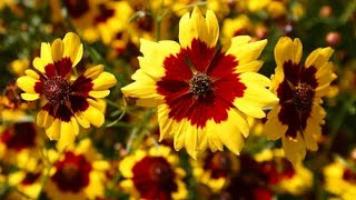 How to Care for Coreopsis  Aik Khubsurat Flowering Plant  HindiUrdu [upl. by Wichern461]