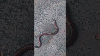 Earthworm pheretima posthuma birds beautiful youtube music nature trendingshorts trending [upl. by Merriott]