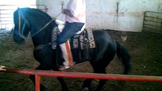 Friesian Horse Dancing Caballo Frison Bailando [upl. by Navi]