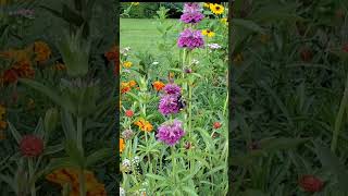 Bee balm Pollinator magnet [upl. by Dionysus548]