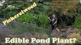 Edible Pond Plants Pickerelweed One of the Best Filter Plants [upl. by Ihcalam]