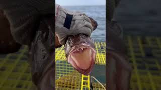 Monkfish in a Lobster Trap [upl. by Adnilra539]