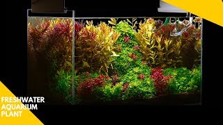 Planted Aquarium  Most Underrated Aquarium Plant [upl. by Llennahs]