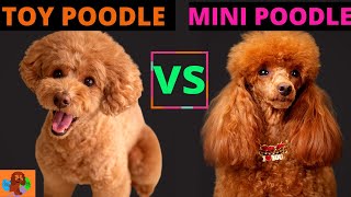 TOY POODLE VS MINIATURE POODLE Poodle Comparison Should You Get Both [upl. by Anaira]