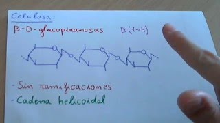 Celulosa  Biología [upl. by Kask]