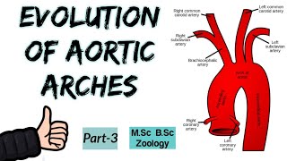 Aortic arches in primitive Vertebrates and FishesEvolution of Aortic Arches in Vertebrates Part3 [upl. by Loggins766]