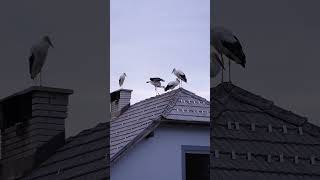 Young storks having a flying meeting wildlife [upl. by Kaitlyn]