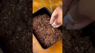 Grow flaxseed plants at home [upl. by Ahsratal899]