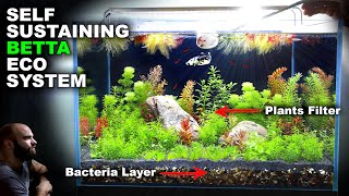 Self Sustaining Betta Fish Eco Tank NO WATER CHANGE minimal input [upl. by Ahsai]