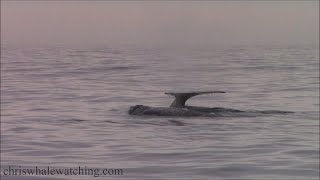 11824 Gray Whales amp Rissos Dolphin [upl. by Mauro]