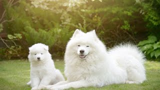 Training Your Samoyed for OffLeash Walks A Comprehensive Guide [upl. by Anidualc]