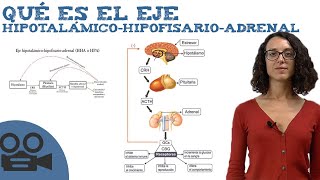 Qué es el Eje hipotalámicohipofisarioadrenal [upl. by Ahseeyt]