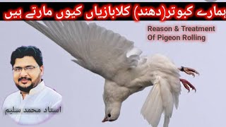 Why Roller Pigeon Habits Develop in our High Flyer Pigeon [upl. by Trakas]