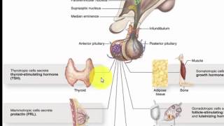 BIO  Videoles 1  Hormonen en hormonale regulatie  ABA [upl. by Leahsim561]