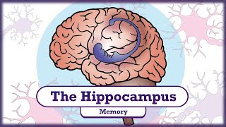 Memory and the Hippocampus [upl. by Haziza148]