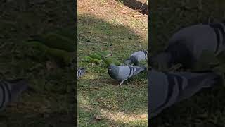 Palomas y cotorras comiendo aves avesargentinas birds nature [upl. by Picco263]