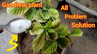 GandhrajGardenia Plant Leaves Turning Yellow Solutions  Gandhraj plant Care  Fertilizer [upl. by Assilac]