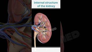 internal structure of the kidney [upl. by Anestassia]