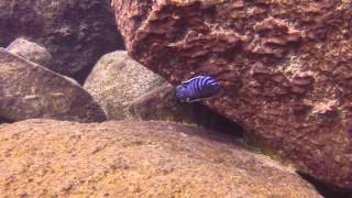 Cynotilapia zebroides Maingano Island [upl. by Icam137]