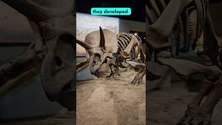 Exploring Ceratopsian Evolution Triceratops and Protoceratops Displays at the Field Museum fossil [upl. by Oznohpla]