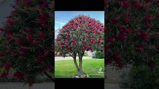 Bottlebrush tree 🌳 viralvideo shorts bottlebrush tree [upl. by Cathrine840]