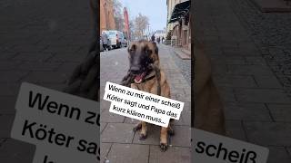 Wenn zu mir einer Scheiss Köter sagt shorts hund hunde [upl. by Aiceila]