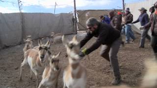 Herding Antelope with a Helicopter [upl. by Llecrup735]