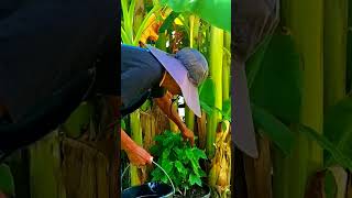 The Arabica Coffee Plant tnog gardening youtubeshorts zone9 neworleans [upl. by Amanda]