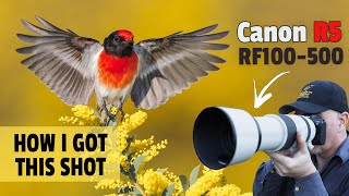 How I Used SETUPS to Capture STUNNING Shots Using the Canon R5 amp RF100500 [upl. by Jagir]