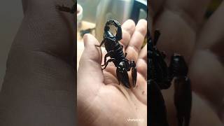 Heterometrus silenus amazing firsttime onhand happy pets scorpion [upl. by Yssak719]