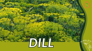 How to grow DILL in 1 Minute History Growing Nutrition Companion Planting Anethum graveolens [upl. by Douty]