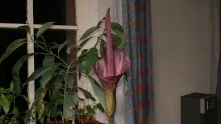 Amorphophallus Konjac Bloom Time Lapse [upl. by Haroppizt767]