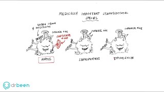 Staphylococci properties diseases diagnosis and management approach [upl. by Gnen756]