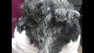 How To Effectively Detangle Matted Hair Without Cutting  How To Untangle Matted Hair in 3 HRS [upl. by Ocirederf433]