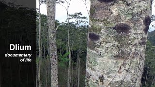 Molucca albizia Falcataria moluccana [upl. by Kcirdek]