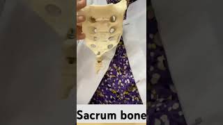 sacrum bone anatomy sacrum bone pain sacrum bone osteology sacrum [upl. by Lahsram]