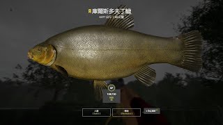 Russian Fishing 4｜Copper Lake－Trophy Kvolsdorfsky tench｜銅湖－80⭐️庫爾斯多夫丁鱖4077kg [upl. by Debora741]