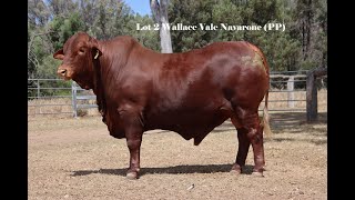 LOT 2 WALLACE VALE NAVARONE PP [upl. by Zollie]