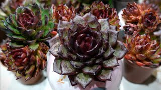 Growing Colorful ECHEVERIA AGAVOIDES BLOODY MARIA [upl. by Nauhs969]