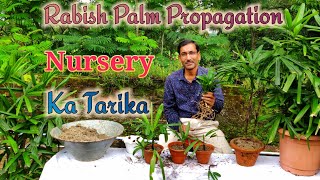 Nursery method se Rabish Palm ka Propagation Kijiye  Hindi  Urdu [upl. by Ztnahc393]