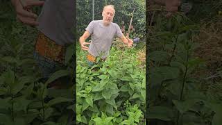 Jerusalem Artichoke helianthus tuberosus vegetablegrowing permaculture herbs ideas gardening [upl. by Onailil]