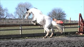 Horse jumps out of arena How to fail at loose schooling [upl. by Ahselrak]