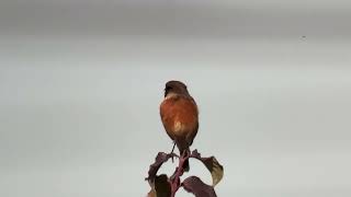 Stonechat RSPB Rainham Marshes 061024 [upl. by Llevol]